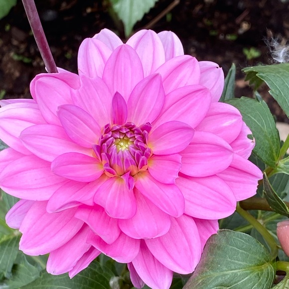 Meet your Posher, Shiraz - Picture 1 of 1